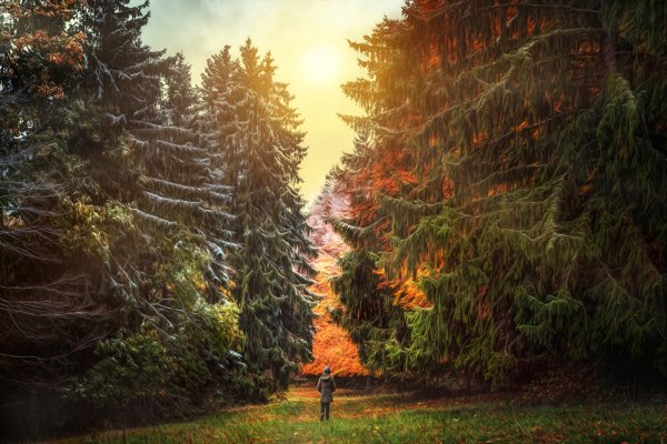 Осень в хвойном лесу