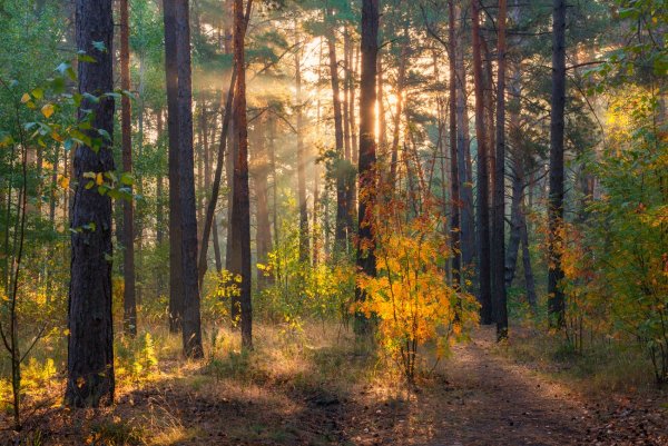 Сентябрьский лес