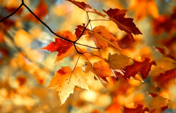 Осень красиво