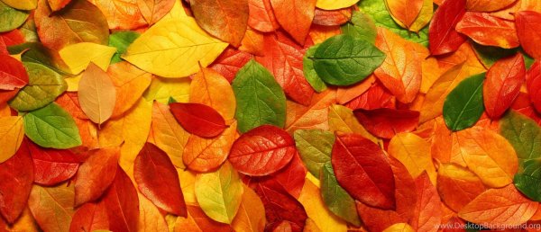 Баннер с листьями