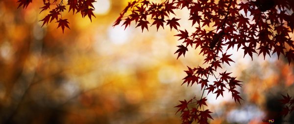 Обложка профиля осень