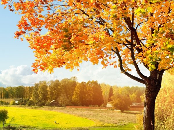 Осень картинки