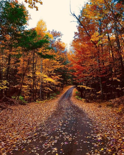 Природа осенью для обложки