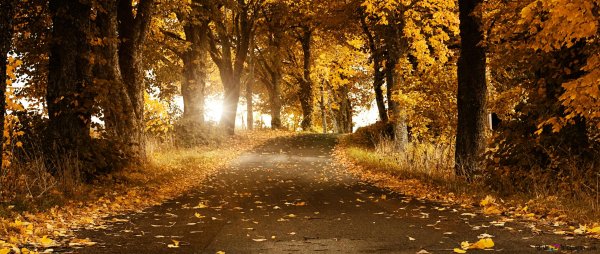 Осенний лес