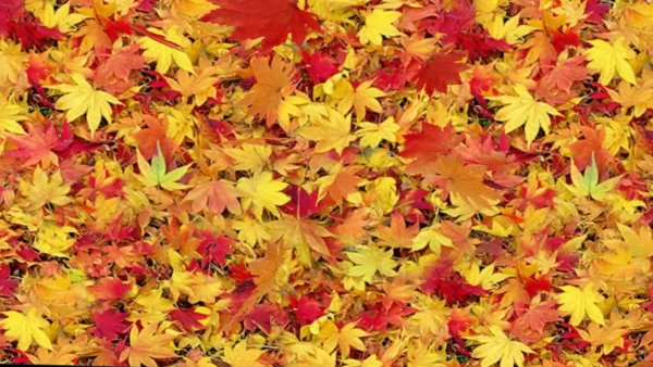 Осенние листья живые