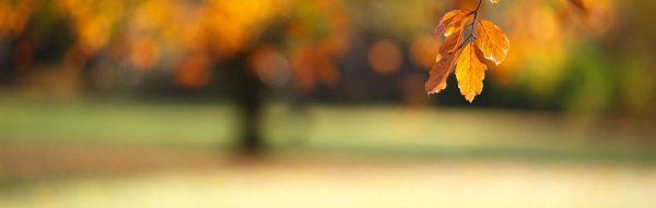 Осенний фон для шапки