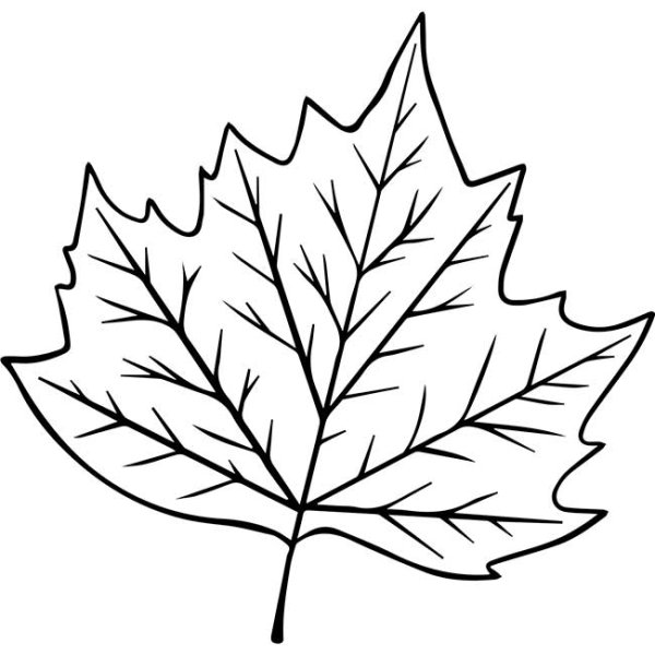 Шаблоны листьев