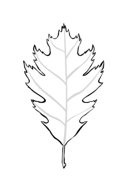 Листья деревьев раскраска