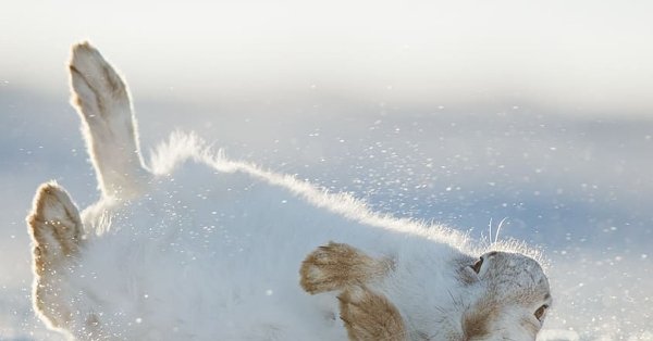 Заяц на снегу