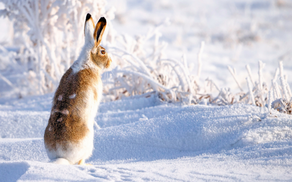 Заяц Русак зима