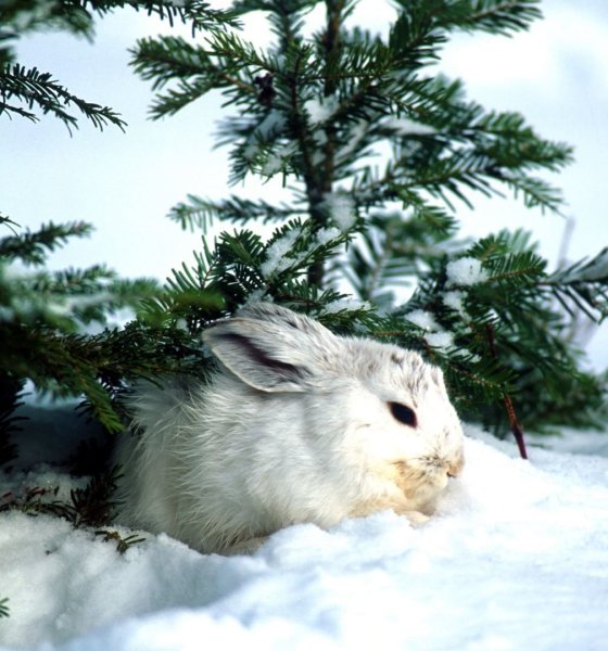 Заяц Беляк зимой