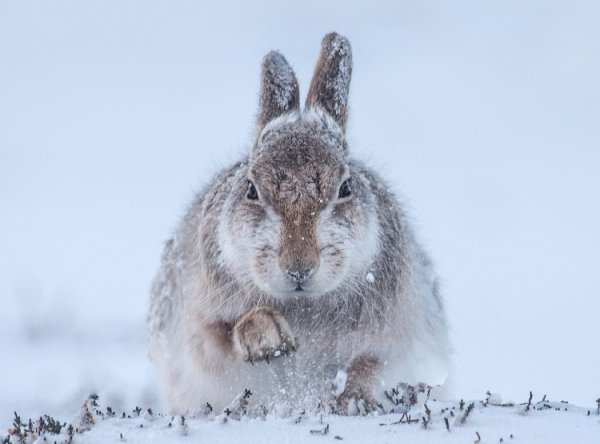 Заяц на снегу
