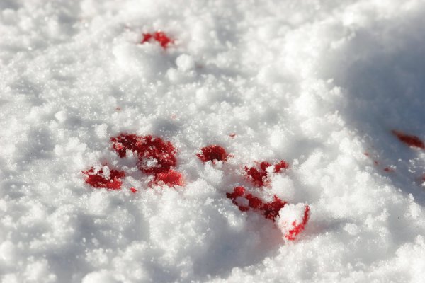 Кровавые пятна на снегу