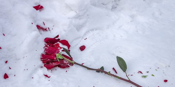 Сломанные розы на снегу