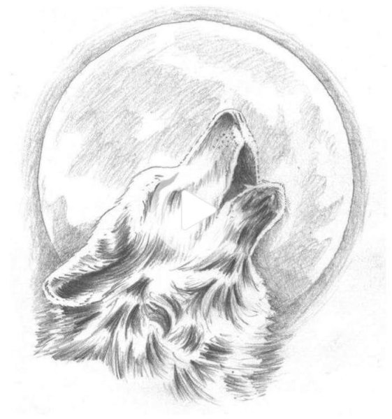 Волк воет на луну рисунок