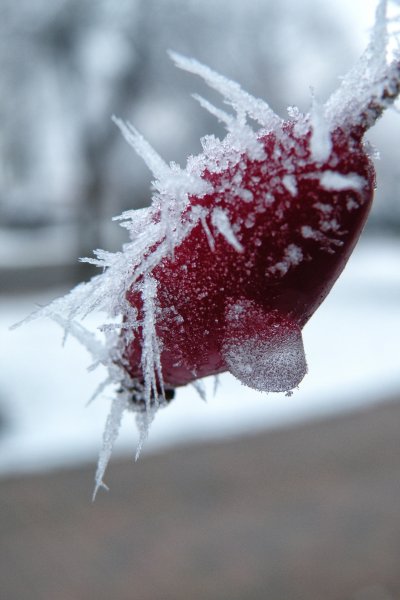 Замерзшее сердце