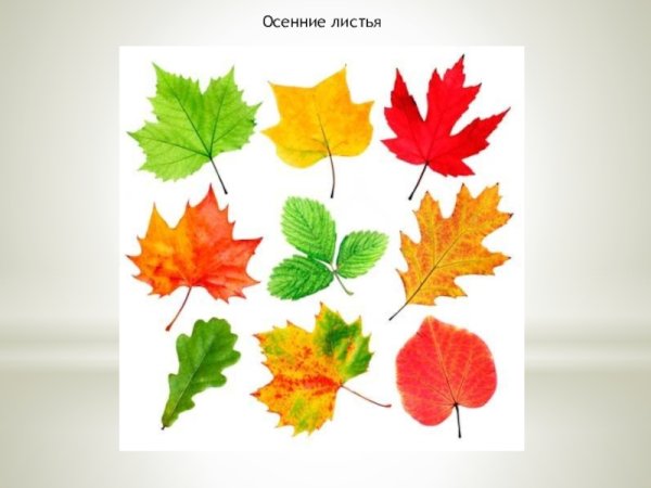 Листья для детского сада