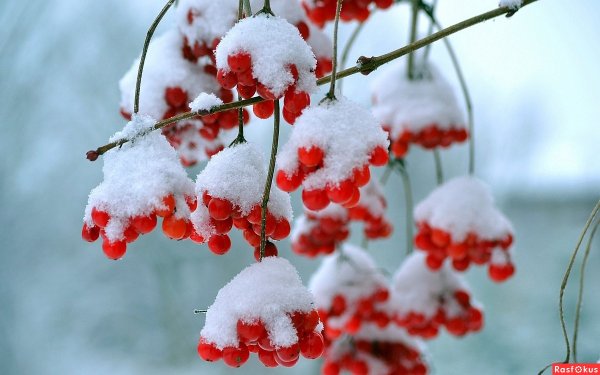 Калина взимку