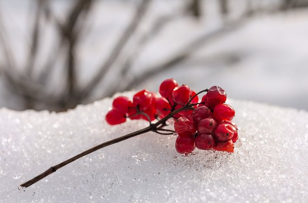 Гроздь калины на снегу
