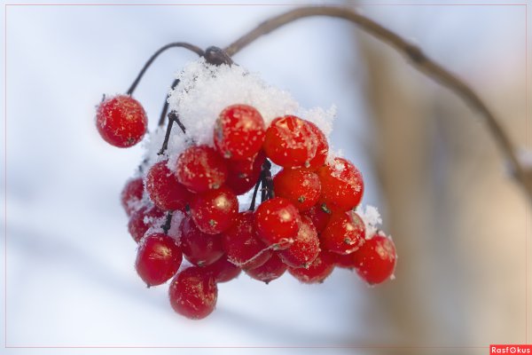 Гроздь калины на снегу