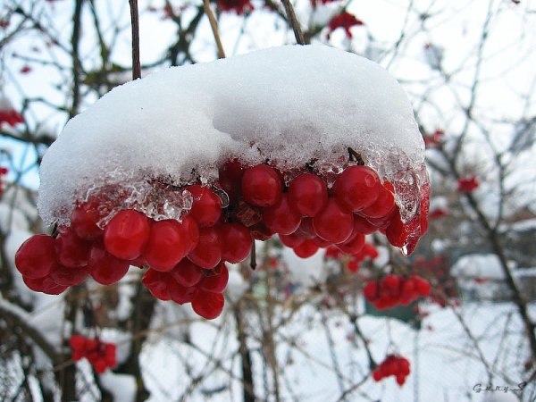 Калина обыкновенная (красная) зимой