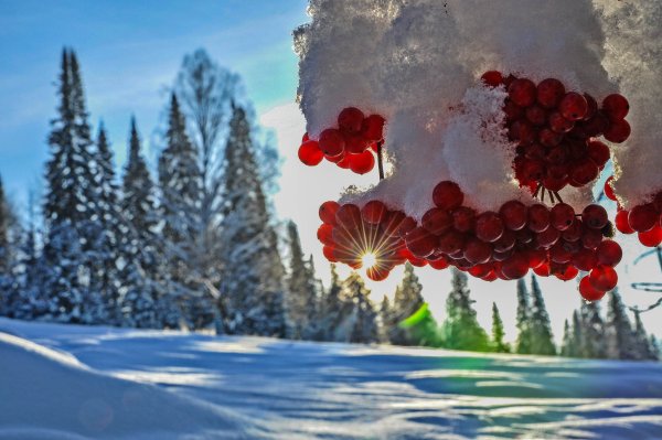 Калина взимку