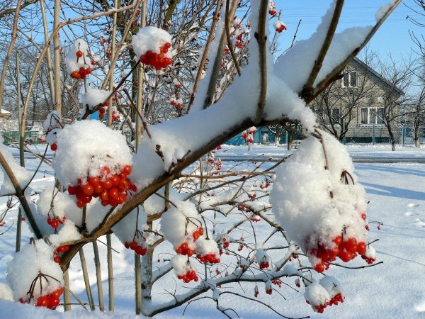 Калина обыкновенная озима