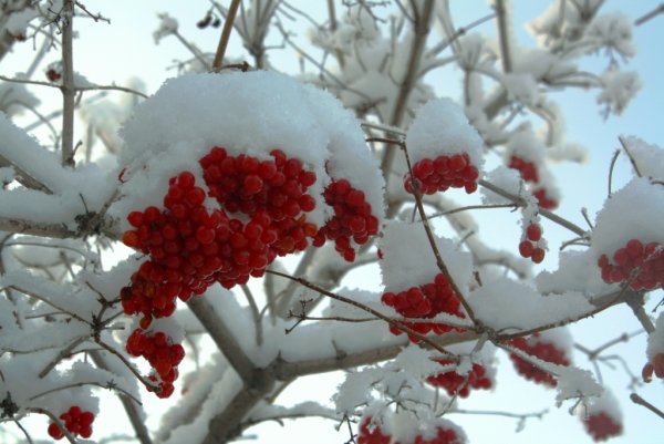 Калина зимой