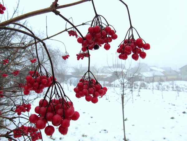 Калина взимку