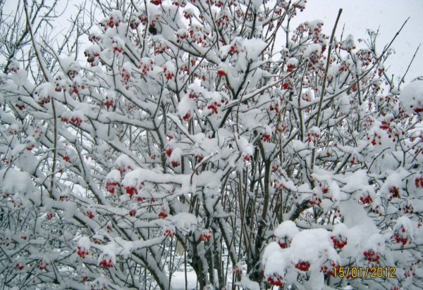 Калина обыкновенная зимой куст