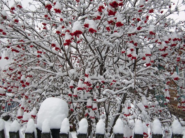 Калина взимку