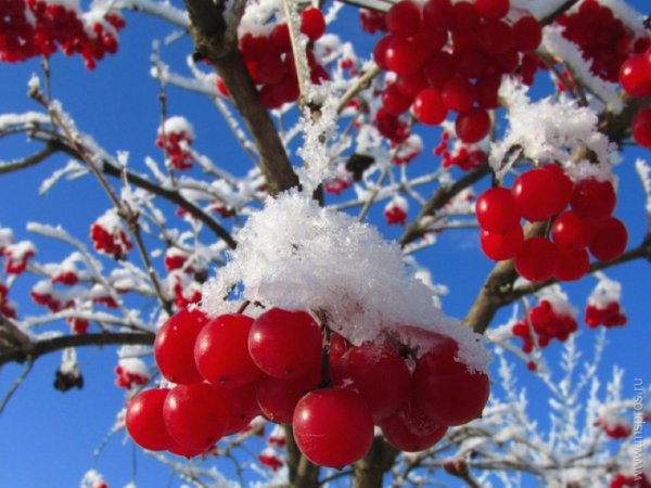 Калина обыкновенная (красная) зимой