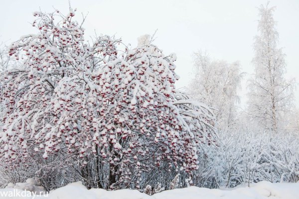 Калина обыкновенная зимой куст
