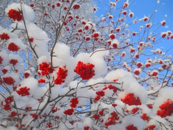 Зимний пейзаж с рябиной