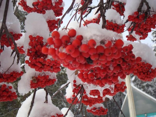 Растения зимой