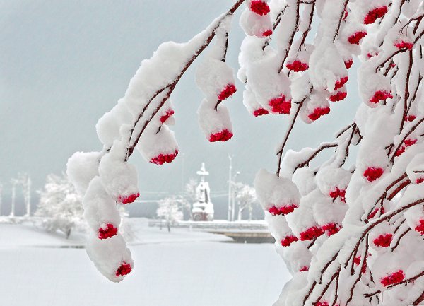 Рябиновая аллея в снегу