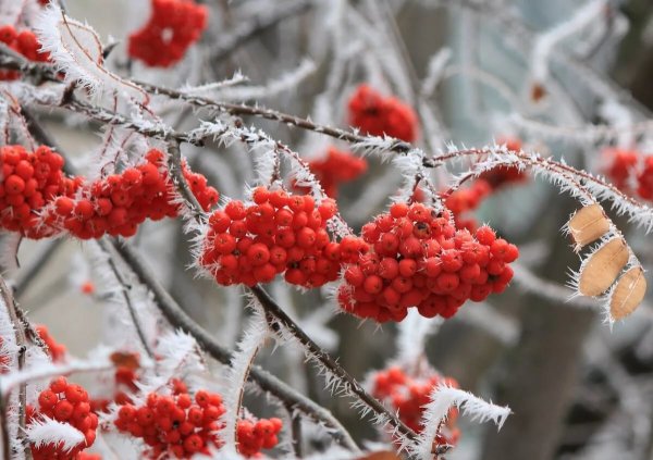 Рябина зимой