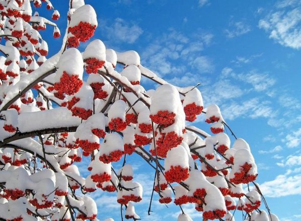 Деревья и кустарники зимой