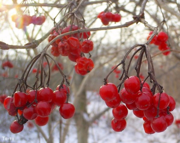 Калина зимой