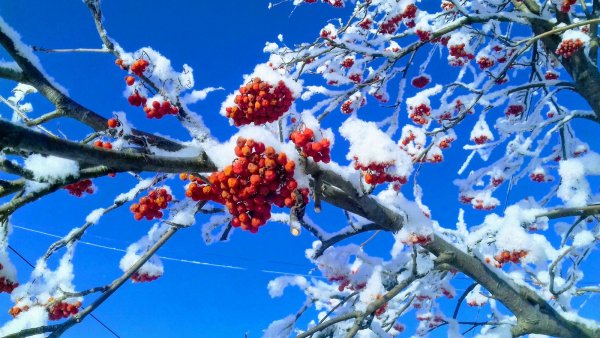 Рябина магия