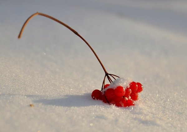 Фон ягоды в снегу