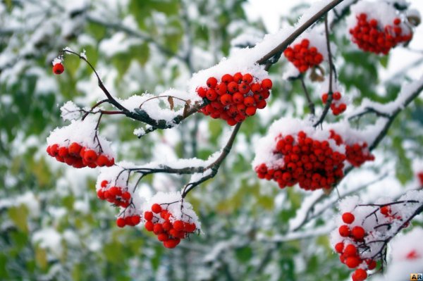 Калина обыкновенная зимой