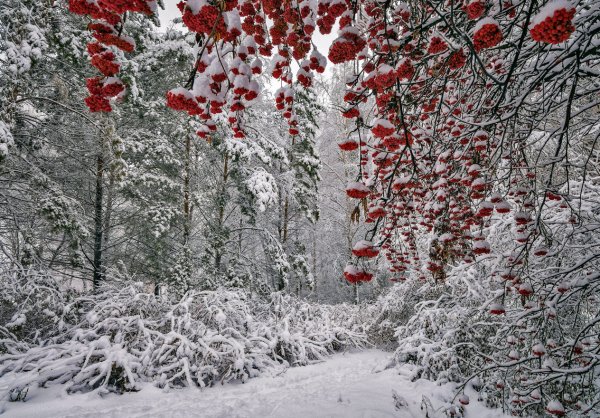 Рябина в зимнем лесу