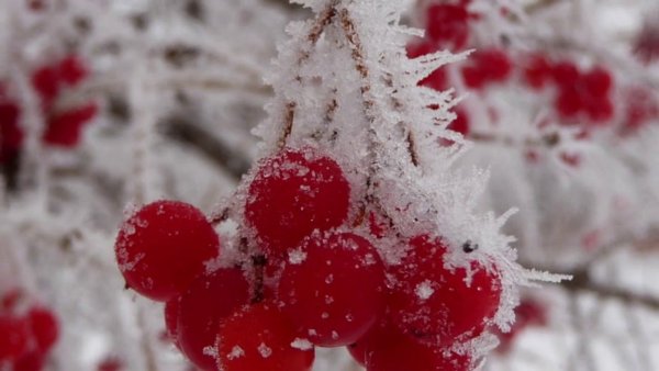 Калина в снегу