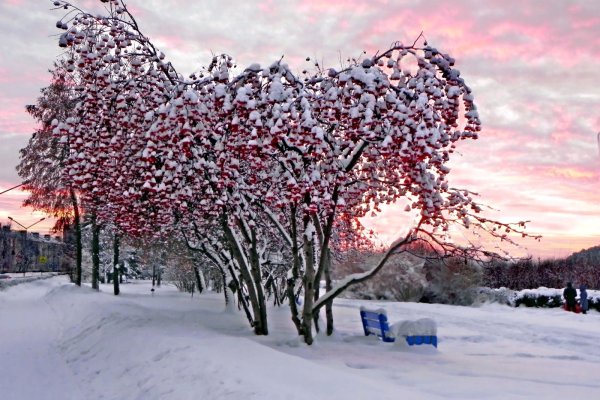 Рябина зимой