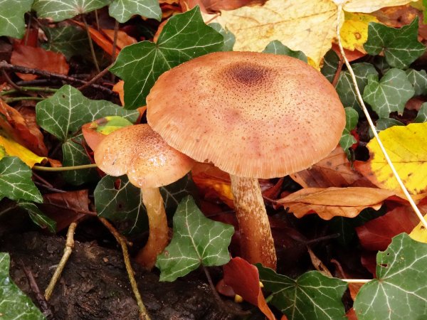 Поздние осенние грибы