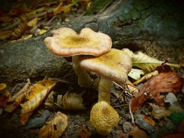 Поздние осенние грибы съедобные