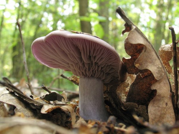 Поздние осенние грибы Подмосковья съедобные