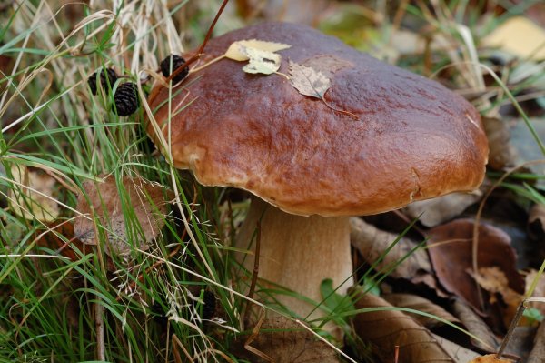 Грибы Белоруссии съедобные