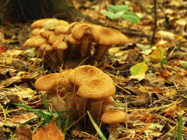 Опята Лесные осенние